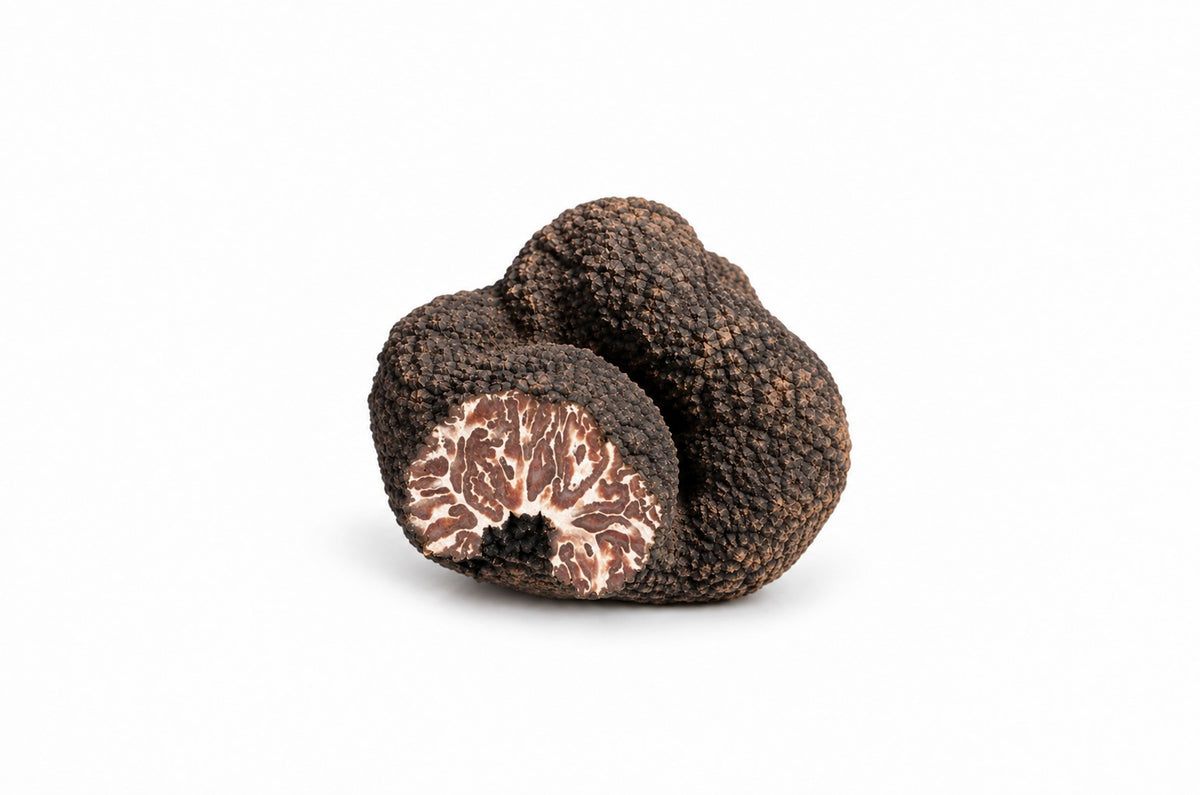 Schwarze Sommertrüffel / Tuber aestivum vitt.