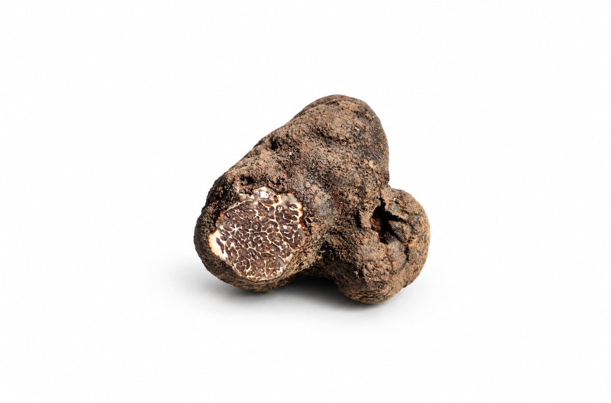 Schwarze Trüffel (Tuber Macrosporum)
